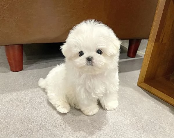 regalo piccoli cuccioli di maltese disponibile  | Foto 0