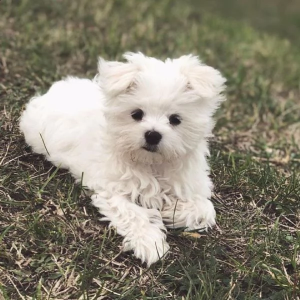 regalò maltese disponibile…… | Foto 0