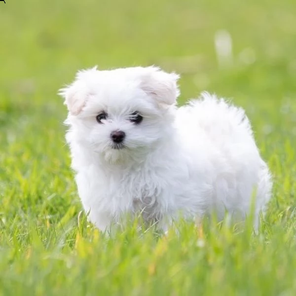 regalò maltese disponibile……