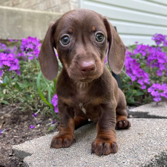 regalo adorabili cuccioli bassotto femminucce e maschietti disponibili