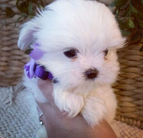 regalo  maltese mini toy | Foto 0