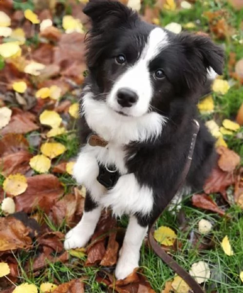  cuccioli di border collie femminucce e maschietti disponibili per l'adozione gratuita i cuccioli so