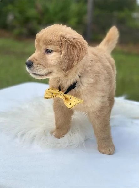 cuccioli di goldern retreiver in adozione