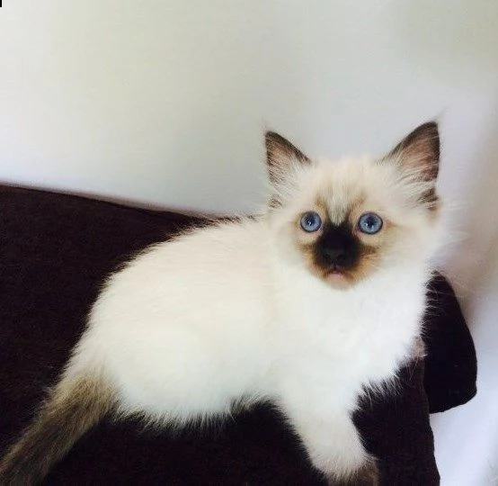 due gatto sacro di birmania