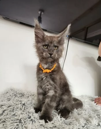 gattini di maine coon