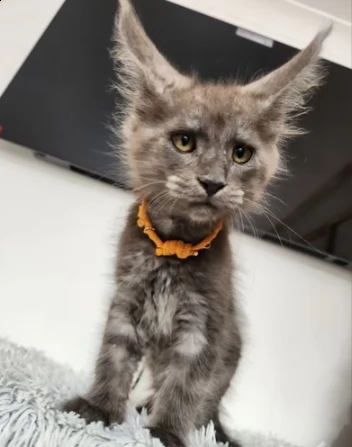 gattini di maine coon | Foto 0