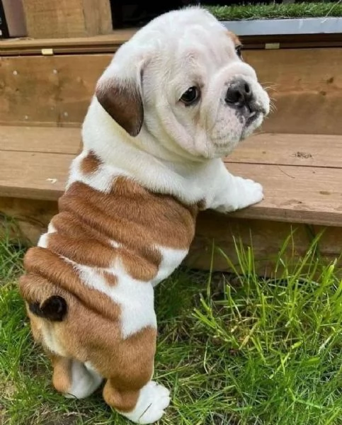 cuccioli di bulldog inglese in adozione