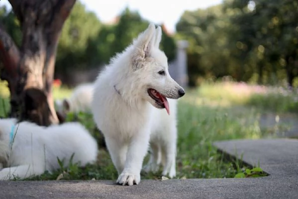 pastore svizzero bianco cuccioli in vendita | Foto 5