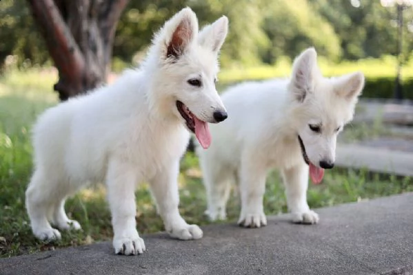 pastore svizzero bianco cuccioli in vendita | Foto 4
