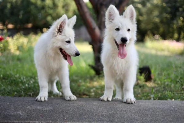 pastore svizzero bianco cuccioli in vendita | Foto 3