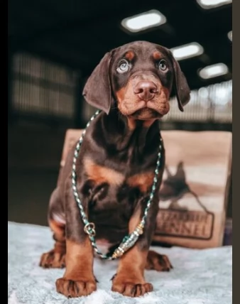 splendido cucciolo dobermann