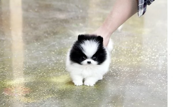 adorabile cucciolo di pomerania