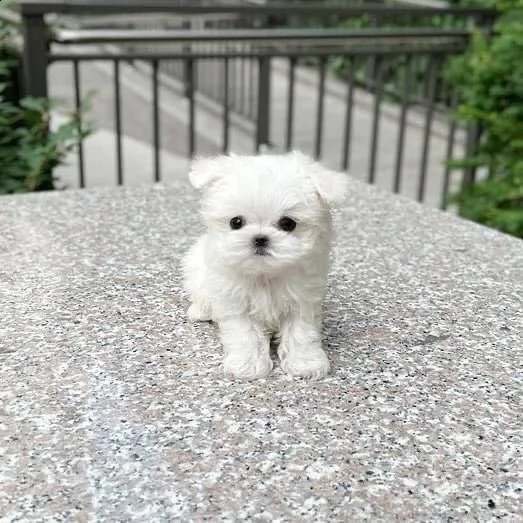 regalo  maltese mini toy// | Foto 0