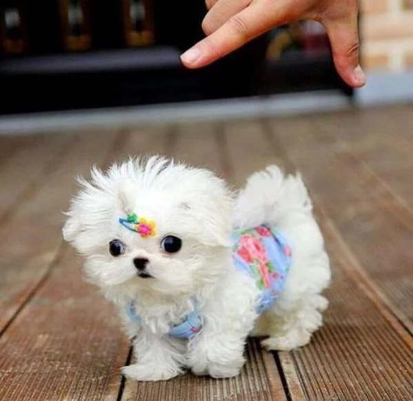 cuccioli di maltese in adozione