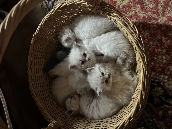 cuccioli gatto siberiano per adozione | Foto 2