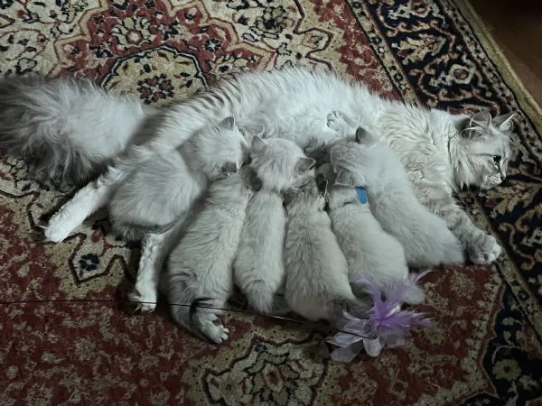 cuccioli gatto siberiano per adozione | Foto 0