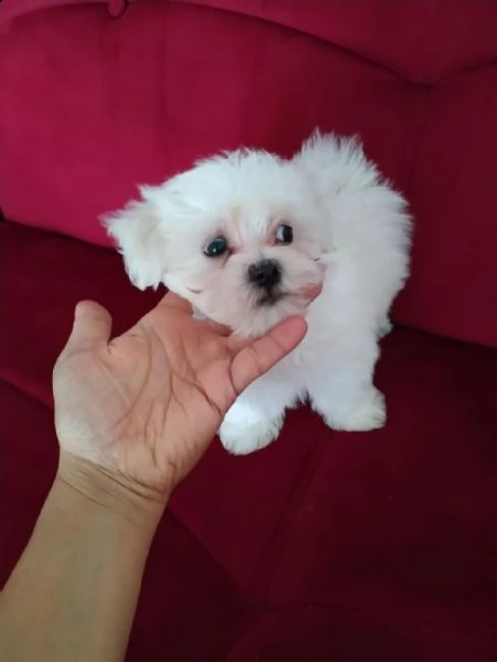 regalo cuccioli maltesi whatsapp (0039 353 317 4023 ) | Foto 2