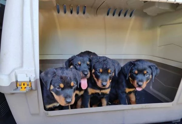 regalo rottweiler cuccioli whatsapp ( 0039 353 317 4023 ) | Foto 0