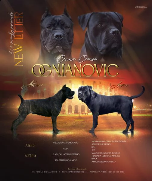cane corso cuccioli in vendita