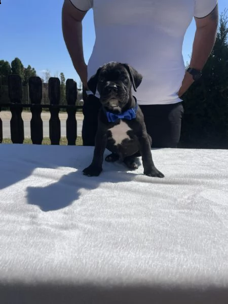 cane corso cuccioli in vendita | Foto 6