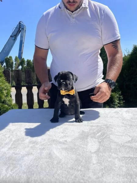 cane corso cuccioli in vendita | Foto 5