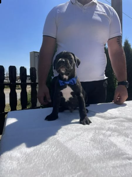 cane corso cuccioli in vendita | Foto 4