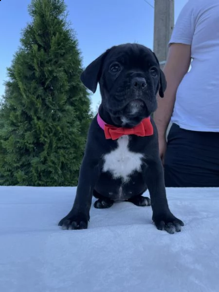 cane corso cuccioli in vendita | Foto 3