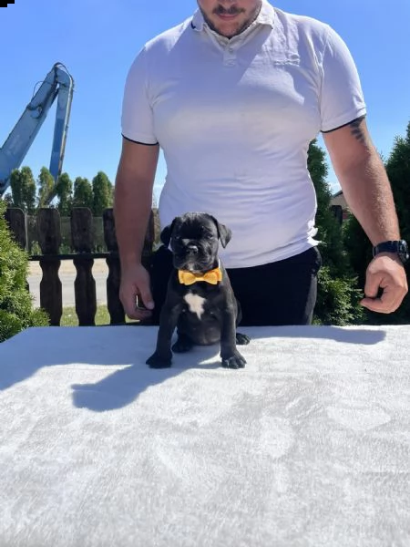 cane corso cuccioli in vendita | Foto 2