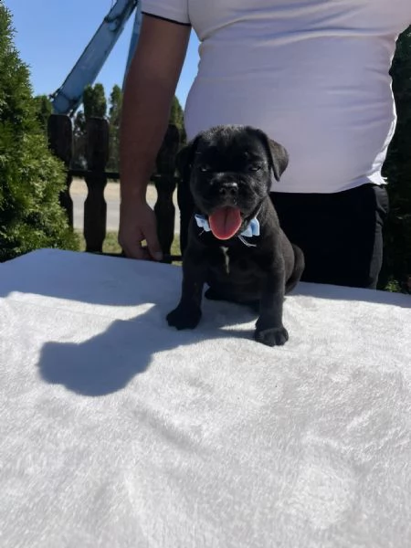 cane corso cuccioli in vendita | Foto 1