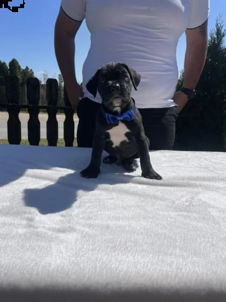 cane corso cuccioli in vendita | Foto 0
