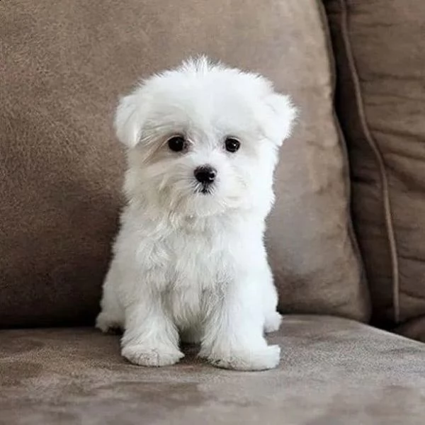 regalò maltese mini toy in roma  | Foto 0