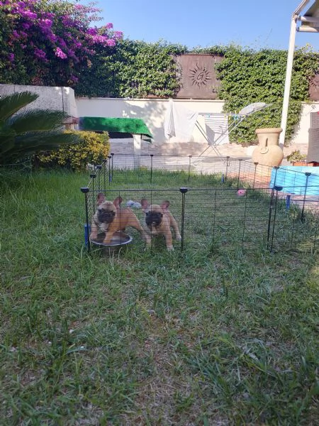 vendita cuccioli bouledogue francese  | Foto 0
