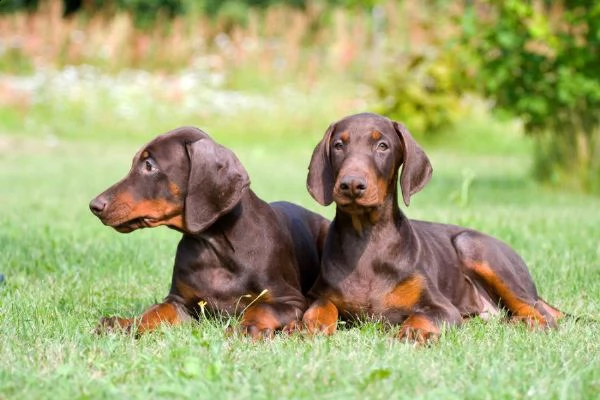 splendid kc excellent home breeds doberman cuccioli maschi e femmine cercano una casa per sempre