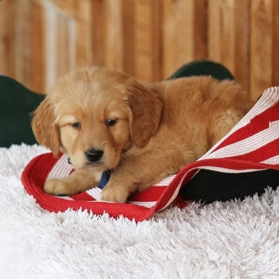 regalo  golden retriever mini toy | Foto 0