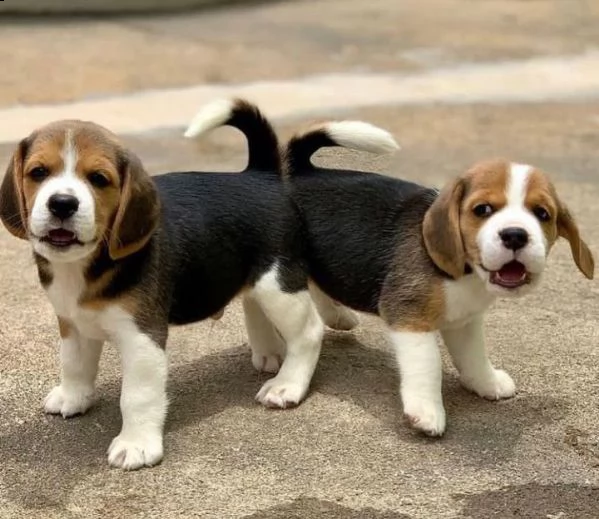 2regalo beagle  | Foto 0