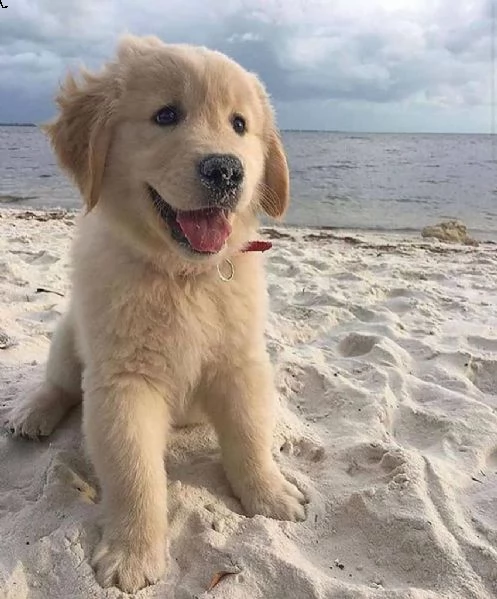 regalo golden retriever