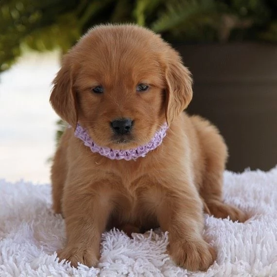 regalo  golden retriever  | Foto 0