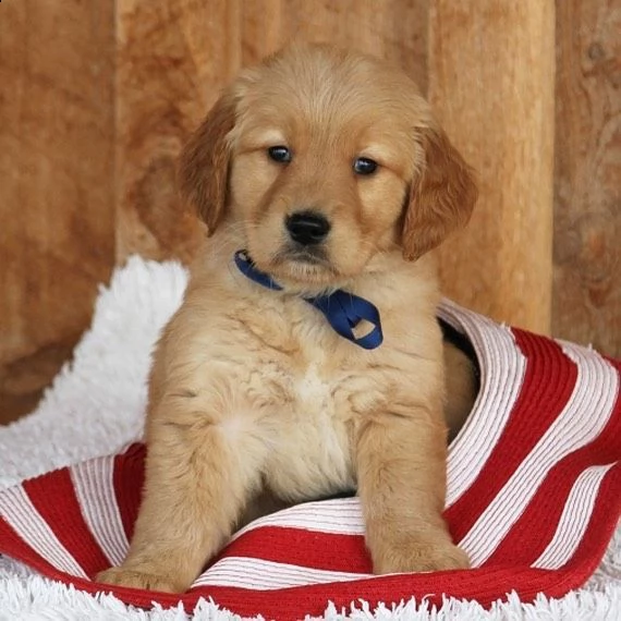 regalo  golden retriever# | Foto 0