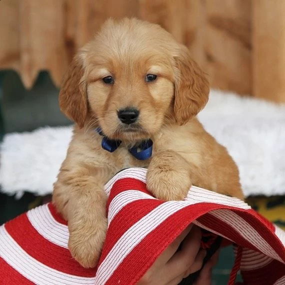 regalo  golden retriever#