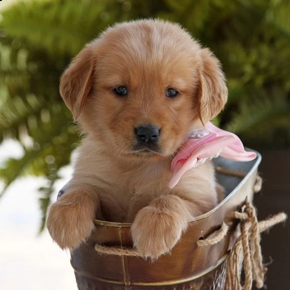 regalo  golden retriever[at]