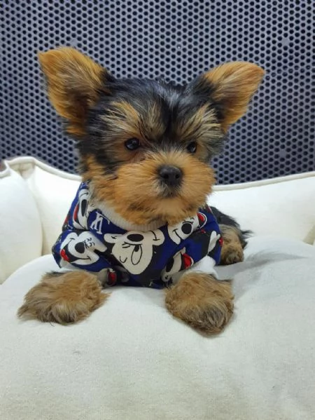 regalo  yorkie cuccioli whatsapp ( 0039 353 317 4023 ) | Foto 0