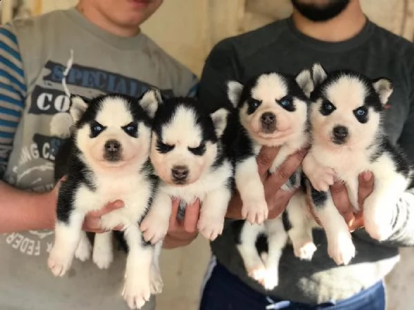 regalo  cuccioli di husky  whatsapp (0039 353 317 4023 ) | Foto 1