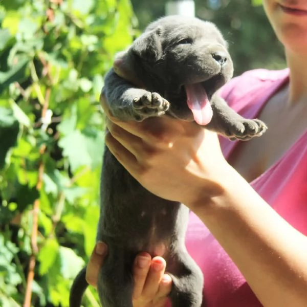 cane corso cuccioli in vendita | Foto 5