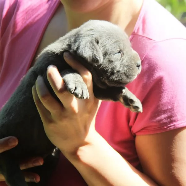 cane corso cuccioli in vendita | Foto 4