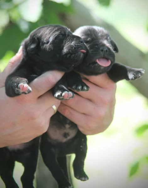 cane corso cuccioli in vendita | Foto 3