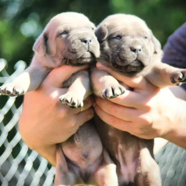 cane corso cuccioli in vendita | Foto 2