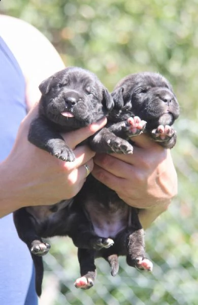cane corso cuccioli in vendita | Foto 1