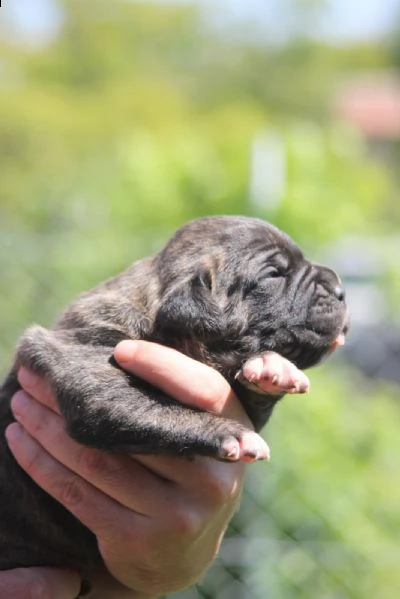 cane corso cuccioli in vendita | Foto 0