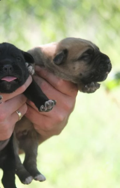 cane corso cuccioli in vendita