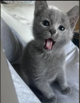 due gattini blu di russia